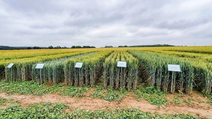 210623104145-BLEEXPERIMENTATION-crEditNadEgePETITagri_zoom_