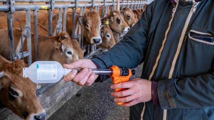 33131d81-3-dermatose-bovine-avertissement-pour-le-veterinaire-qui-avait-critique-l-abattage