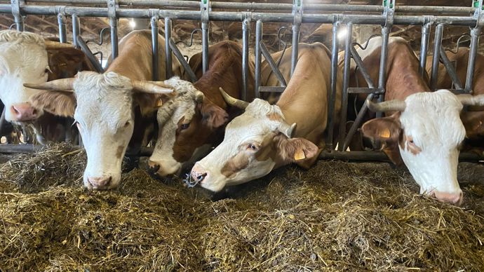 6e3e66f2-1-tuberculose-bovine-revalorisation-des-indemnites-en-cas-d-abattage