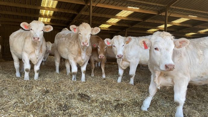 Blondeaquitaineengraissement