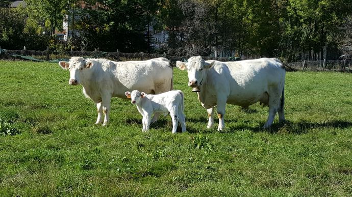 Charolais_25559