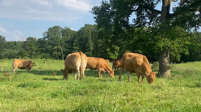 Limousinespaturearbre