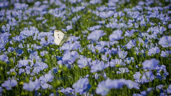 LinfibreprintempsfloraisonfleursNormandieEure-CrEditphoto_NadEgePETITagri_zoom