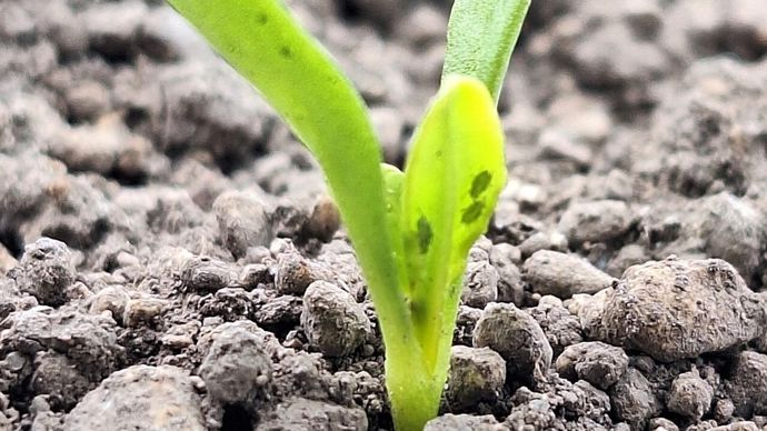 Puceronssurbetteraves