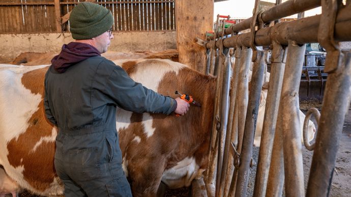 Vaccinationvacheauxcornadis