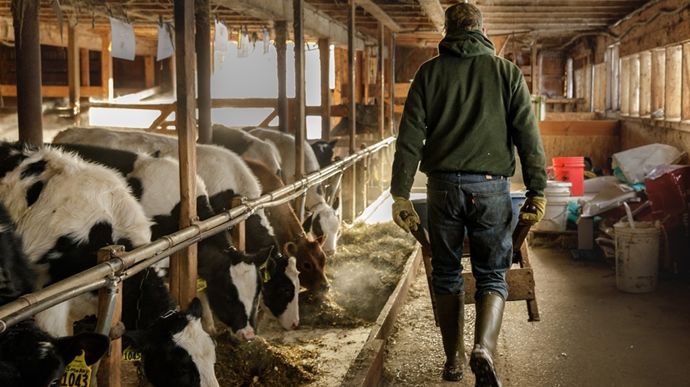 jeune-eleveur-vaches-laitieres-adobe-stock-annora