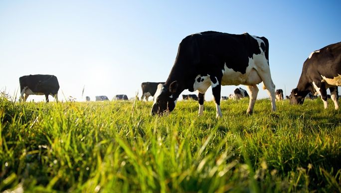 herbe-holstein