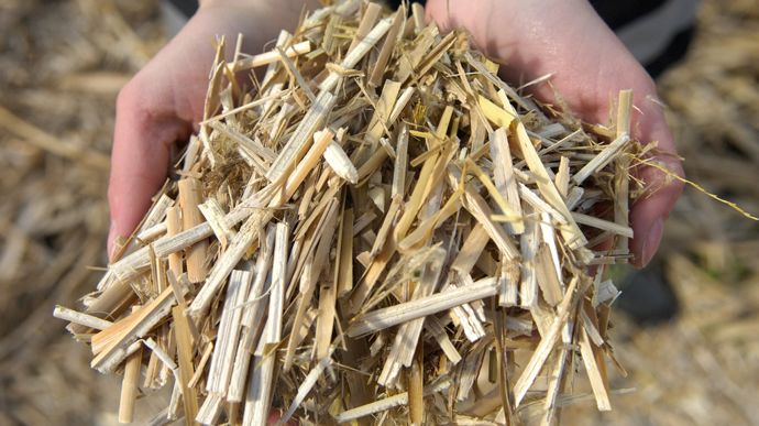 miscanthus