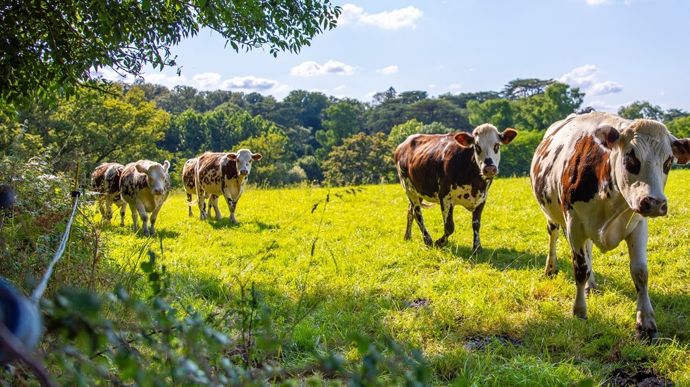 vaches-soleil