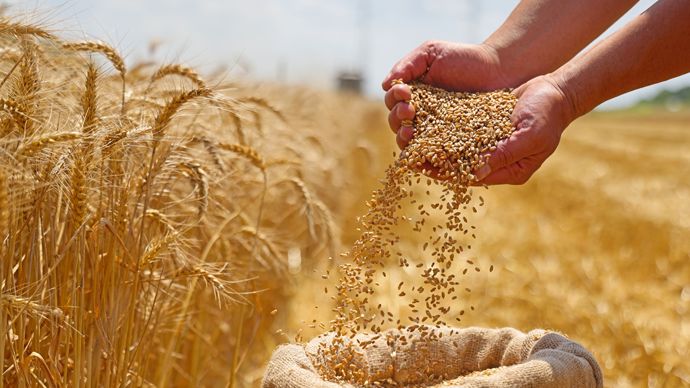 825cef8f-5-accord-usa-iran-et-debut-des-moissons-les-marches-agricoles-se-replient