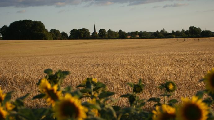 TournesolenfleurscErEales-CrEditphoto_Pascal21cor