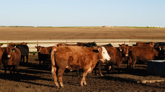 bovinsranchtexas