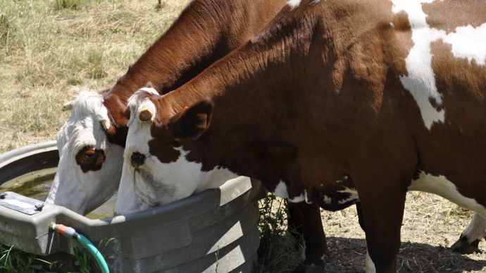 deuxvachesabreuvoir