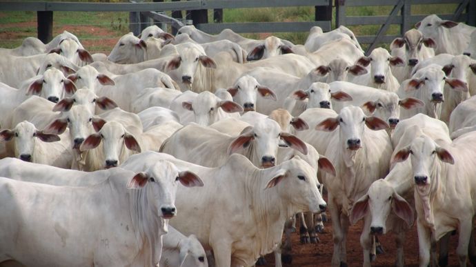 ericojuniormorais0-flock-930825