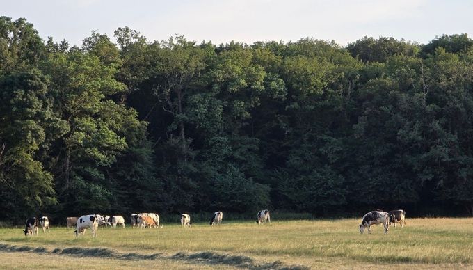 prairie