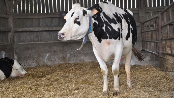 vache