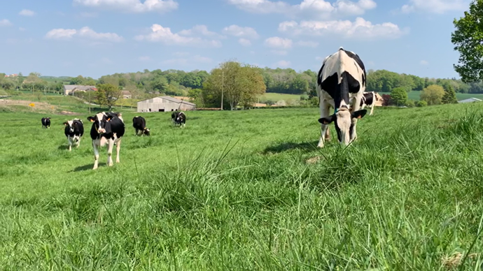 vaches-laitieres