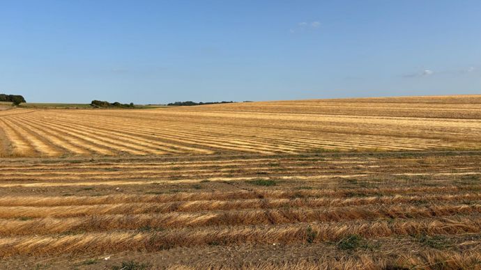 1ff18be2-9-fleuron-francais-le-lin-s-adapte-au-dereglement-climatique