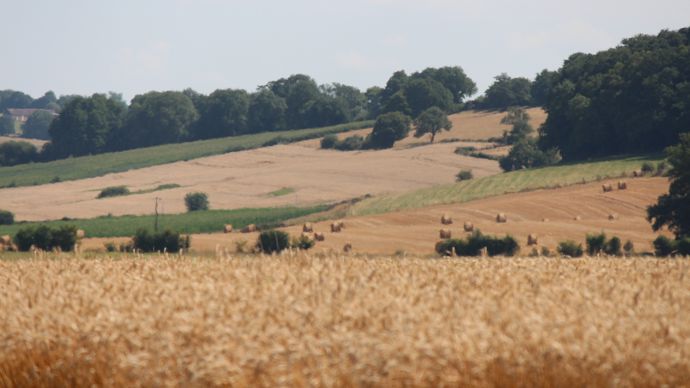 437f57d2-2-eau-loup-phytos-ce-que-contient-le-projet-de-loi-d-urgence-agricole