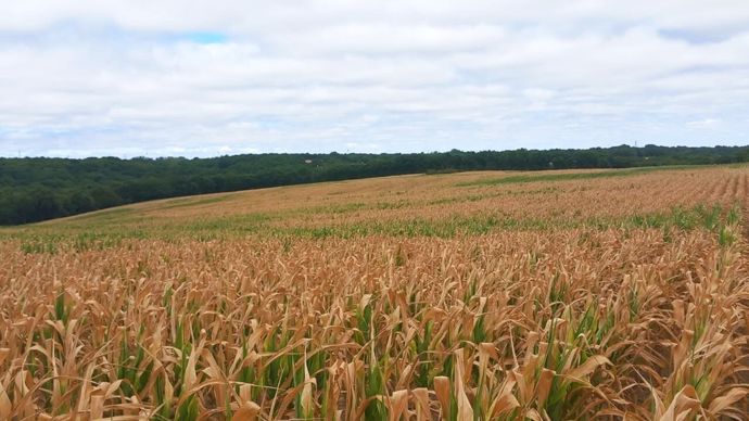 maIsgrilleensilage