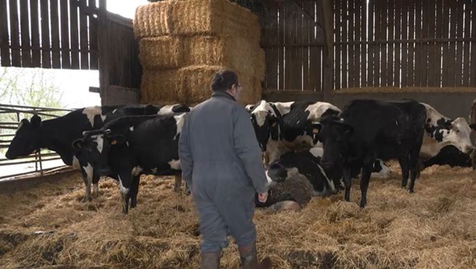 temoignage-transmission-elevage-bovin-lait