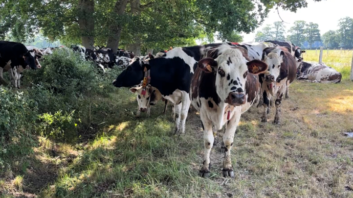 vaches-laitieres-inrae-du-pin