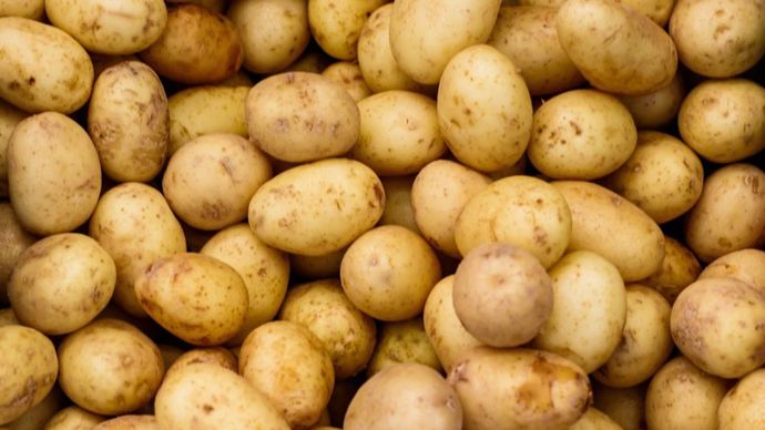 1431931b-f-la-production-de-pommes-de-terre-serait-en-baisse-de-23-cette-annee