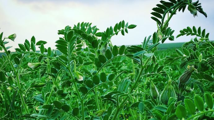 796656f1-c-pois-chiches-et-lentilles-en-quete-d-une-place-au-soleil-en-alsace