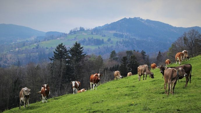 9d869a37-b-nouveau-virus-chez-les-vaches-en-suisse-france-allemagne-la-recherche-va-vite