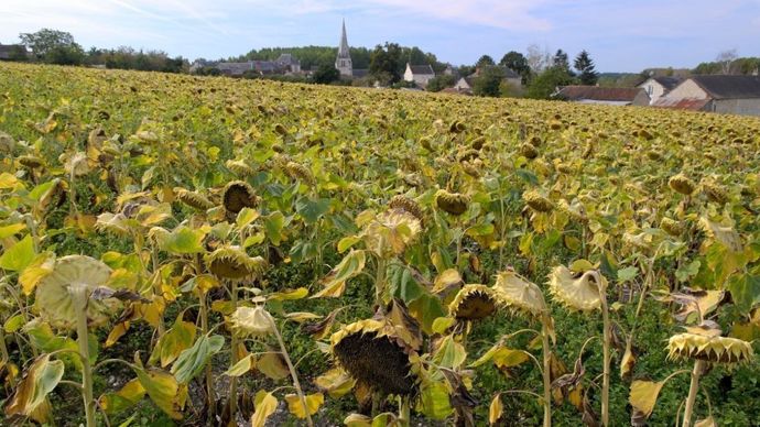 Tournesol