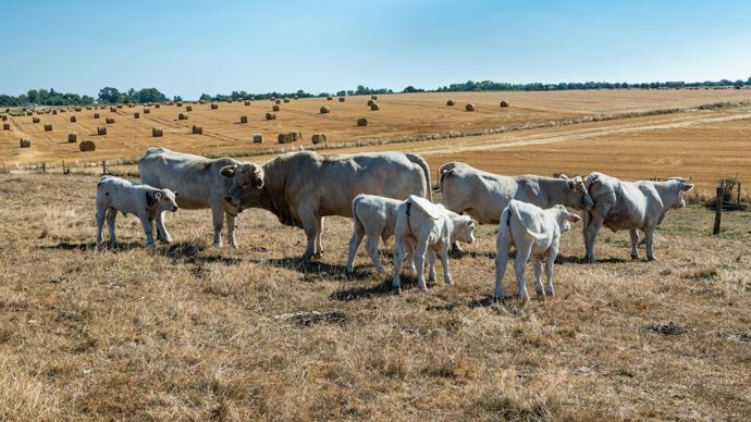 c683d348-5-canicules-secheresse-incendies-un-plan-global-pour-ne-laisser-aucun-agriculteur-