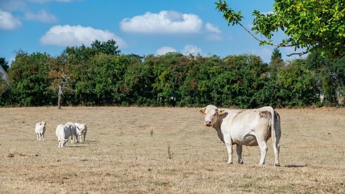 cb04b9be-e-secheresse-arnaud-rousseau-demande-a-l-etat-de-chiffrer-son-plan-d-aide