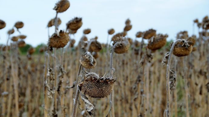 nature-plant-field-leaf-flower-dry-690724-pxhere.com_
