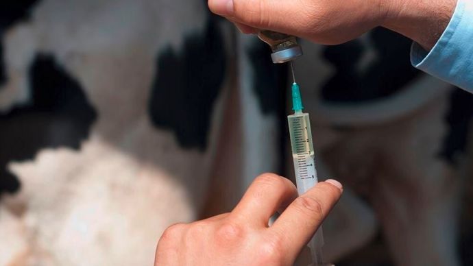 vaccination-bovins