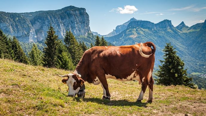 vache-abondance-adobe-stock-jasckal
