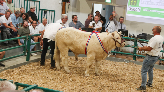 BourbonCharolais