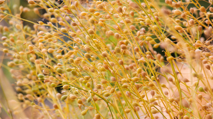 Camelina_sativa
