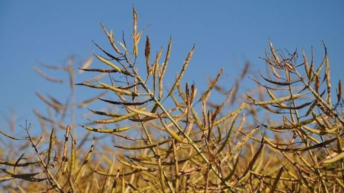 b19d3696-4-marches-des-cereales-pas-d-avancees-en-mer-noire-inquietudes-sur-le-colza