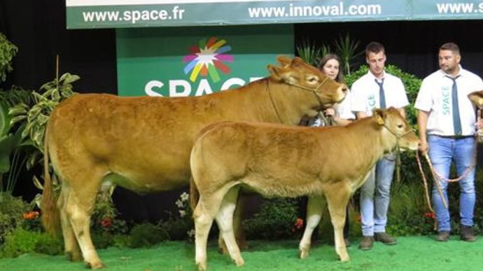 championne-concours-limousin-space-2026